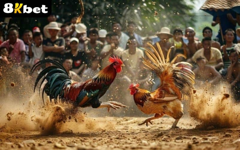 Những ưu điểm vượt trội chỉ có tại Đá Gà 8KBET Những ưu điểm vượt trội chỉ có tại Đá Gà 8KBET